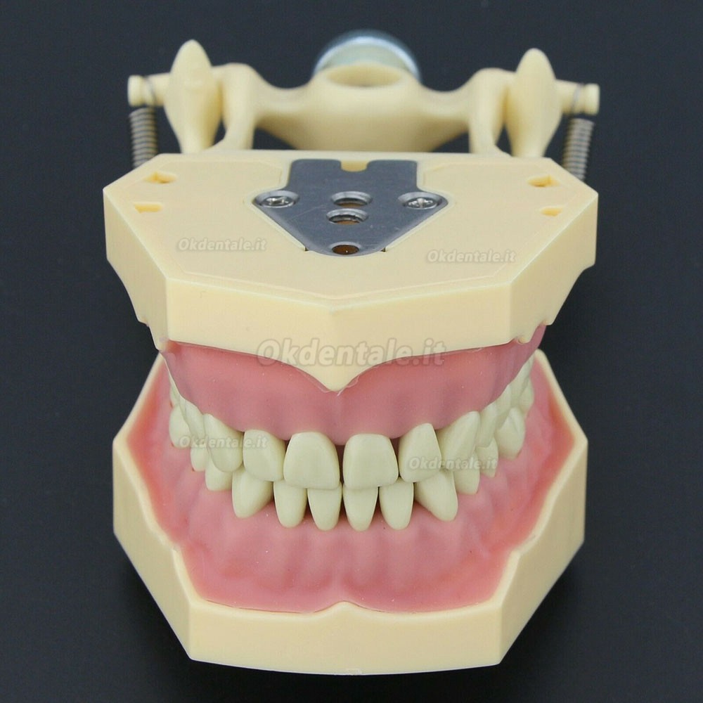 Dentale M8014-2 Typodont  Restauro Modello Frasaco Ag3 Compatibile